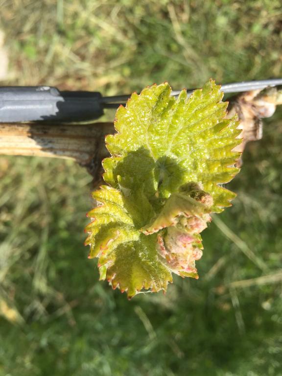 Zweytick Gaestezimmer Weingut Ratsch an der Weinstraße Esterno foto